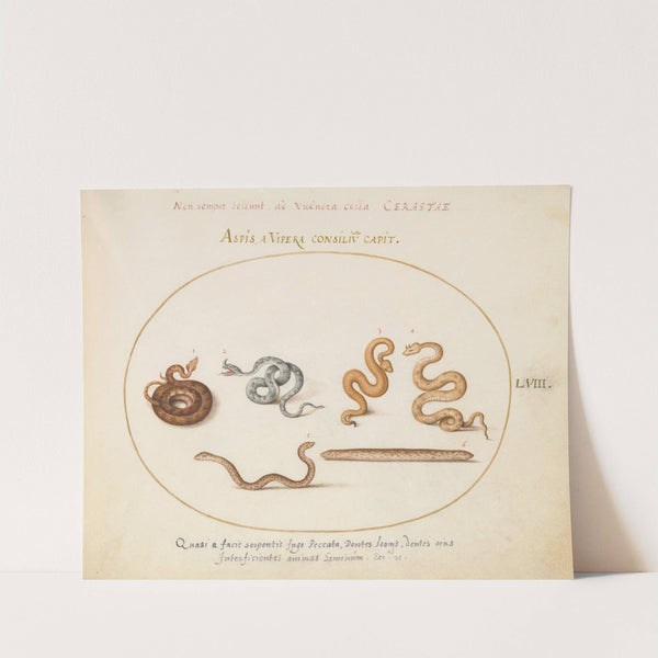 Asps and Vipers (1575-1590) by Joris Hoefnagel