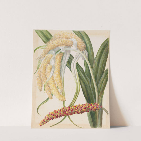 Astelia solandri. ( Kowharawhara) by Sarah Featon