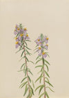 Gilia linanthus parviflorus (ca. 1900-1930)