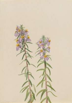 Gilia linanthus parviflorus (ca. 1900-1930)