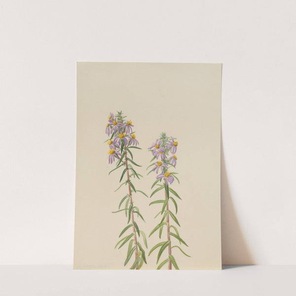 Aster (Aster hirariifolius) (1923) by Mary Vaux Walcott