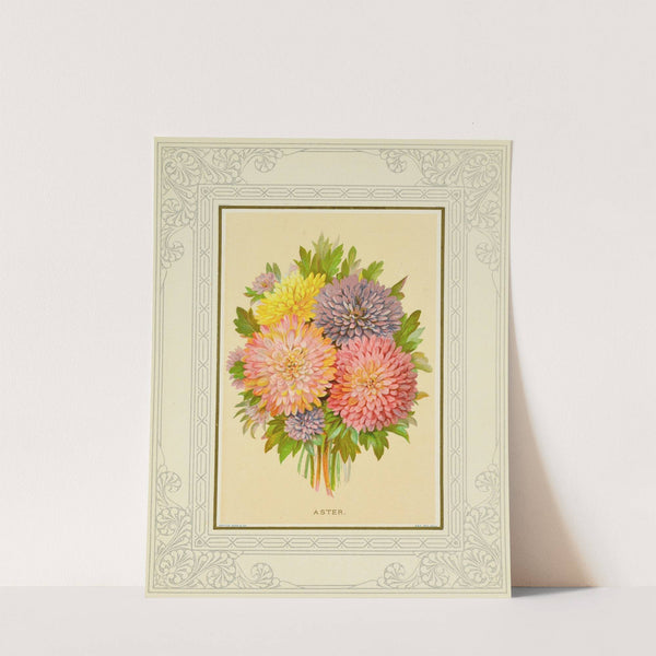 Aster by Marcus Ward & Co