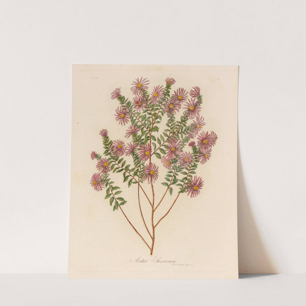 Aster Sericeus (1818-1824) by Gaetano Savi