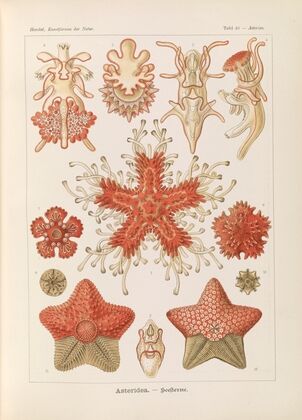 Asteridea. – Seesterne