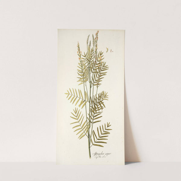 Astragalus asper by Nikolaus Joseph Freiherr von Jacquin