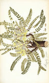 Astragalus exscapus