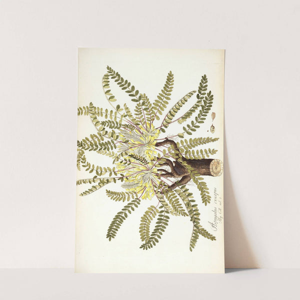 Astragalus exscapus by Nikolaus Joseph Freiherr von Jacquin