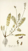 Astragalus hians