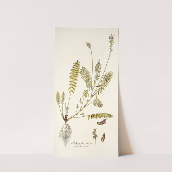 Astragalus hians by Nikolaus Joseph Freiherr von Jacquin