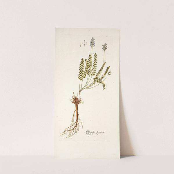 Astragalus leontinus by Nikolaus Joseph Freiherr von Jacquin