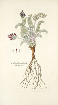Astragalus uralensis — size preview