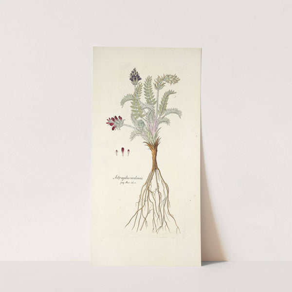 Astragalus uralensis by Nikolaus Joseph Freiherr von Jacquin