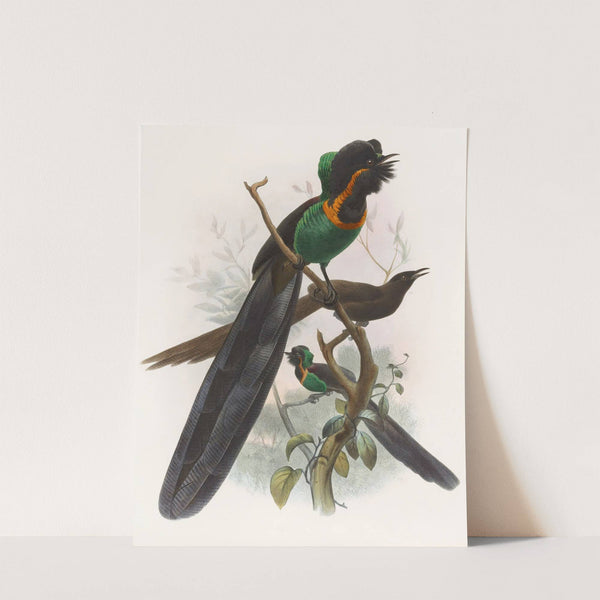 Astrapia nigra by Daniel Giraud Elliot