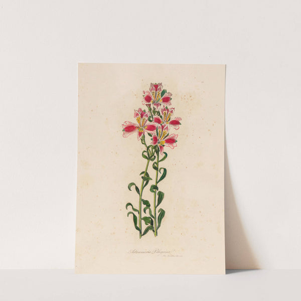 Astroemeria Pelegrina (1818-1824) by Gaetano Savi