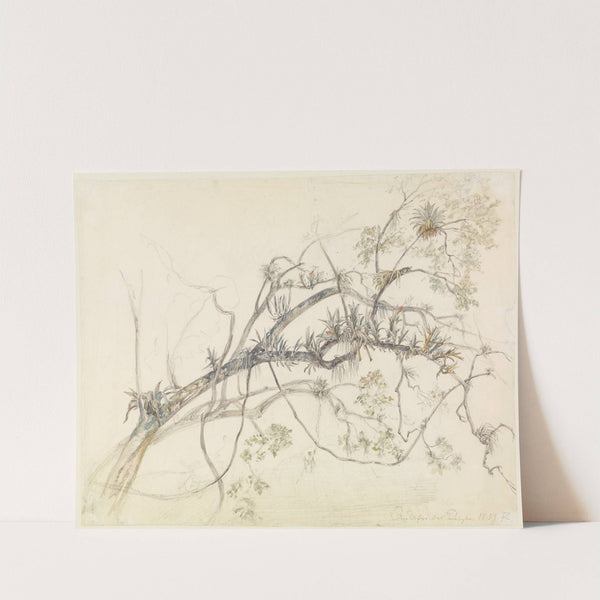 Aststudie mit Schlinggewächsen am Ufer des Parahyba (1859) by Ferdinand Keller