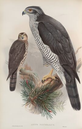 Astur palumbarius. Goshawk. (1862-1873)