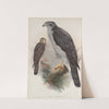 Astur palumbarius. Goshawk. (1862-1873) by John Gould