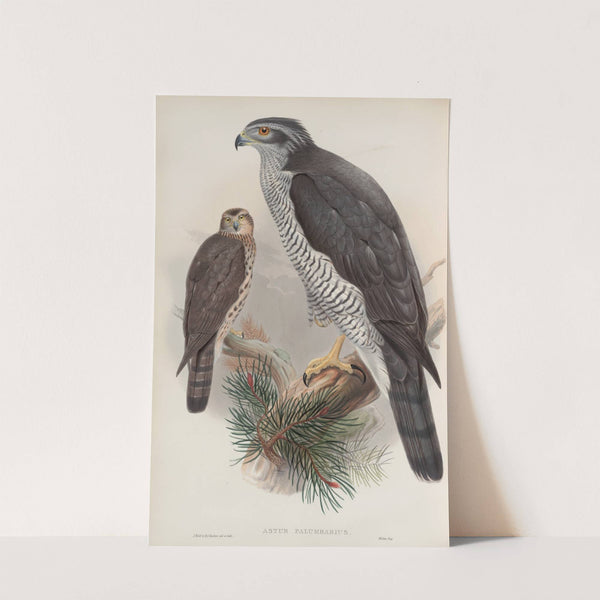 Astur palumbarius. Goshawk. (1862-1873) by John Gould