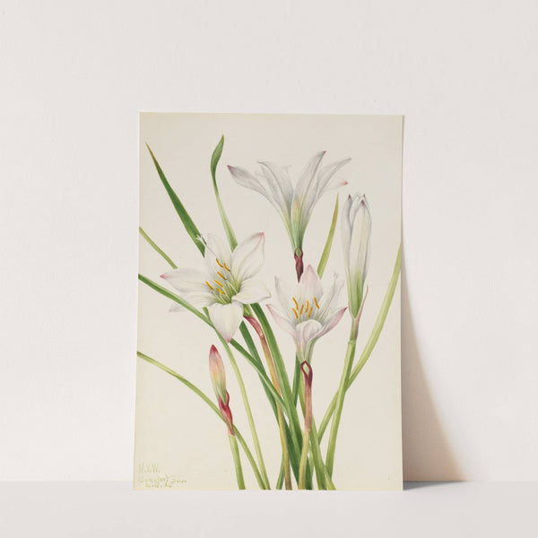 Atamasco-Lily (Atamosco atamasco) (1925) by Mary Vaux Walcott