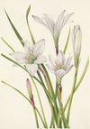 Atamasco-lily. Atamosco atamasco (1925)