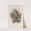 Athene noctua. Little Owl. (1862-1873) by John Gould