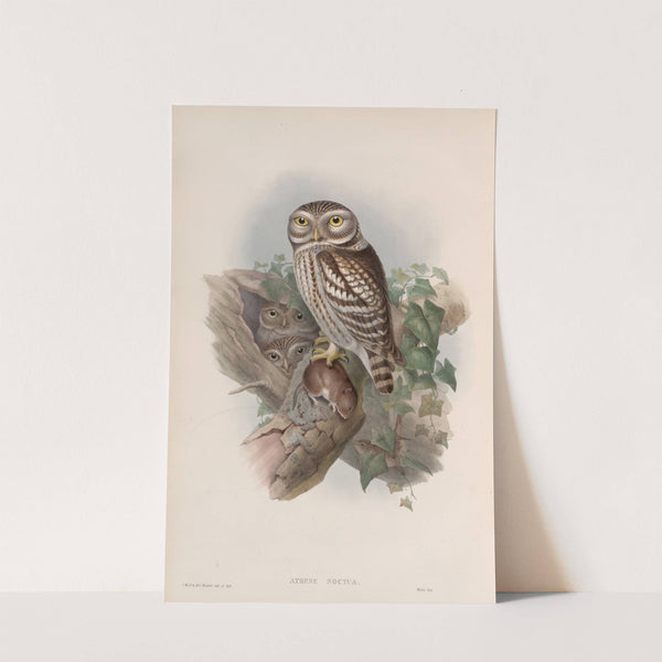 Athene noctua. Little Owl. (1862-1873) by John Gould
