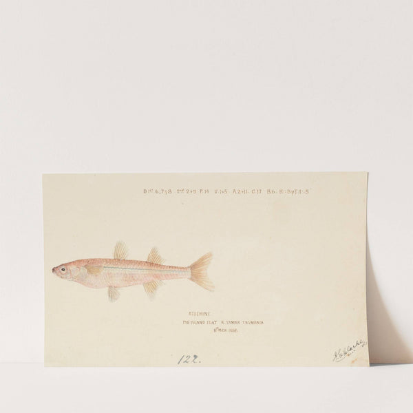 Athennidae (Tas) (1868) by Frank Edward Clarke