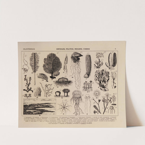 Atlas da Fauna do Brasil Pl.02 (1917) by Rodolpho von Ihering