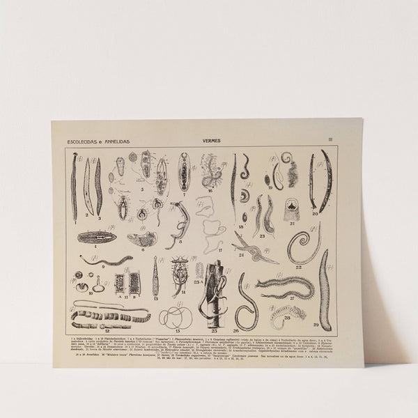 Atlas da Fauna do Brasil Pl.03 (1917) by Rodolpho von Ihering