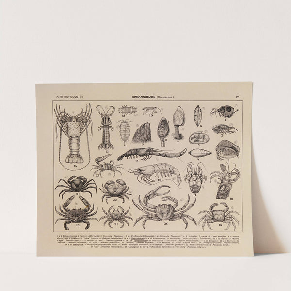 Atlas da Fauna do Brasil Pl.04 (1917) by Rodolpho von Ihering