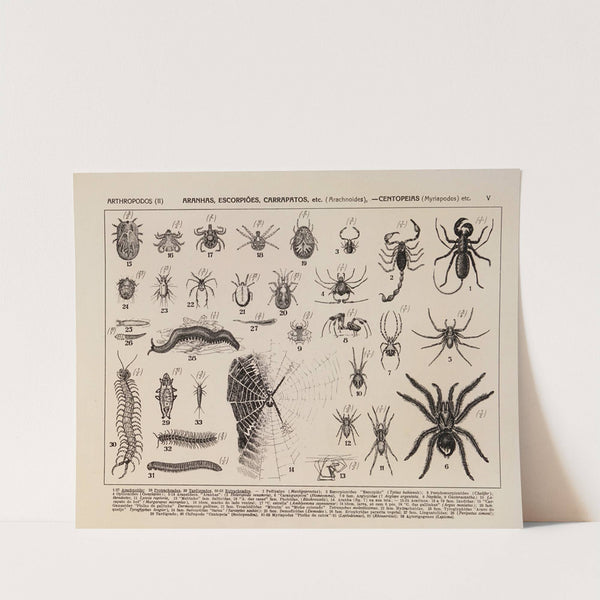 Atlas da Fauna do Brasil Pl.05 (1917) by Rodolpho von Ihering