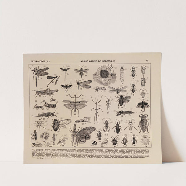 Atlas da Fauna do Brasil Pl.06 by Rodolpho von Ihering