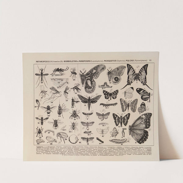 Atlas da Fauna do Brasil Pl.07 by Rodolpho von Ihering