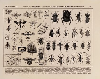Atlas da Fauna do Brasil Pl.08
