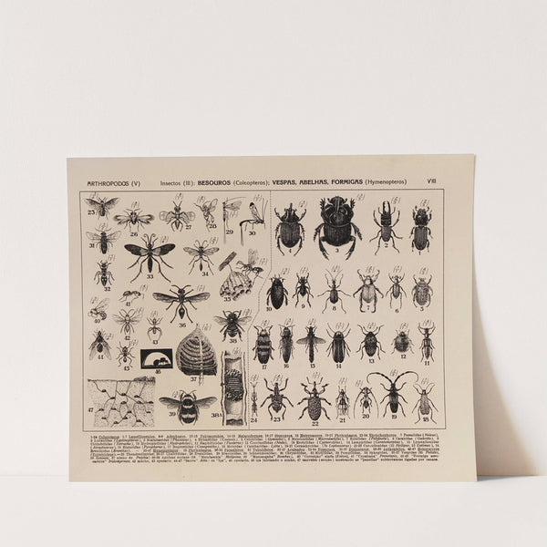 Atlas da Fauna do Brasil Pl.08 by Rodolpho von Ihering