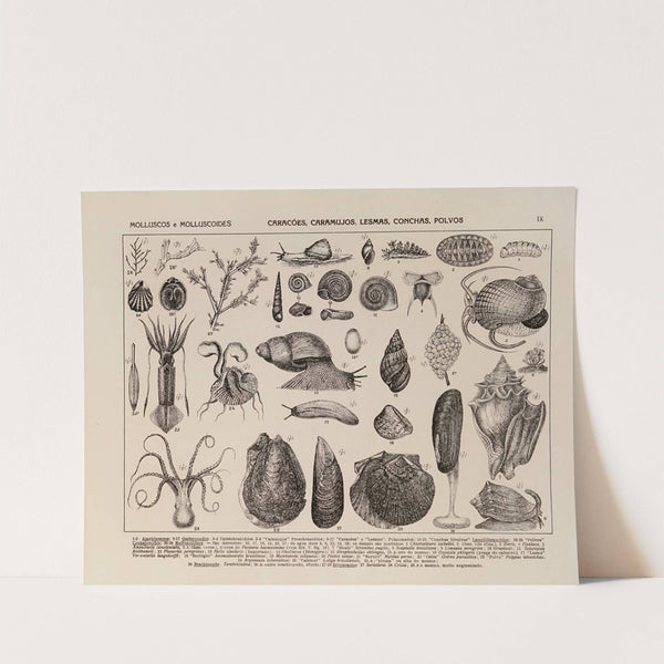 Atlas da Fauna do Brasil Pl.09 by Rodolpho von Ihering