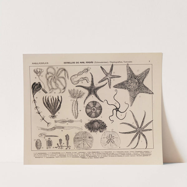 Atlas da Fauna do Brasil Pl.10 by Rodolpho von Ihering