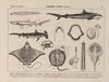 Atlas da Fauna do Brasil Pl.11