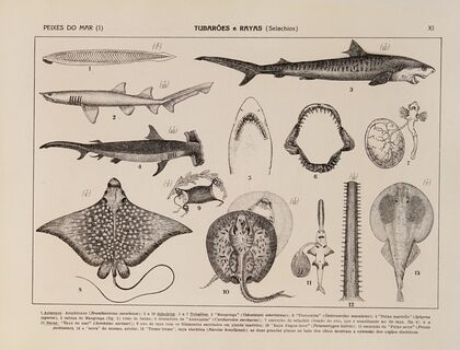 Atlas da Fauna do Brasil Pl.11