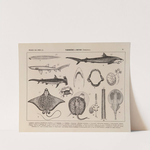 Atlas da Fauna do Brasil Pl.11 by Rodolpho von Ihering