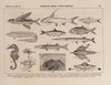 Atlas da Fauna do Brasil Pl.12