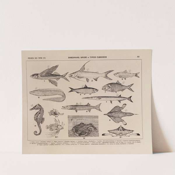 Atlas da Fauna do Brasil Pl.12 by Rodolpho von Ihering