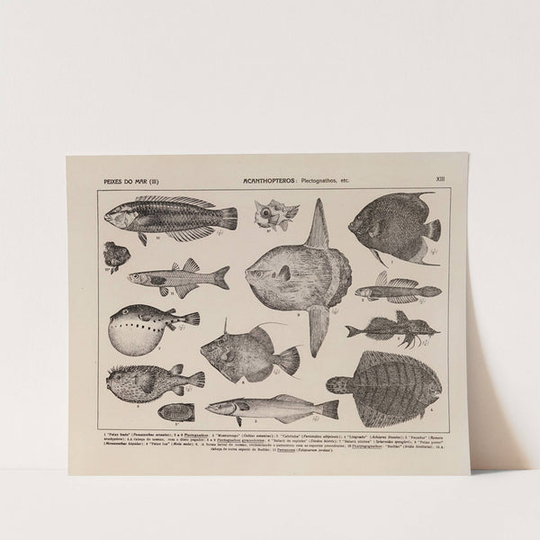 Atlas da Fauna do Brasil Pl.13 by Rodolpho von Ihering