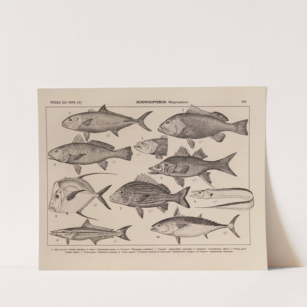 Atlas da Fauna do Brasil Pl.14 by Rodolpho von Ihering