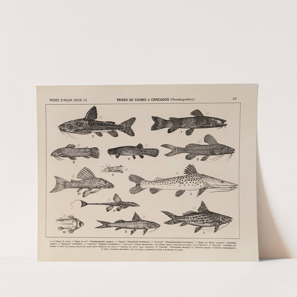 Atlas da Fauna do Brasil Pl.15 by Rodolpho von Ihering