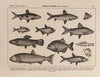 Atlas da Fauna do Brasil Pl.16