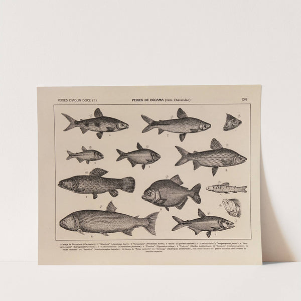 Atlas da Fauna do Brasil Pl.16 by Rodolpho von Ihering