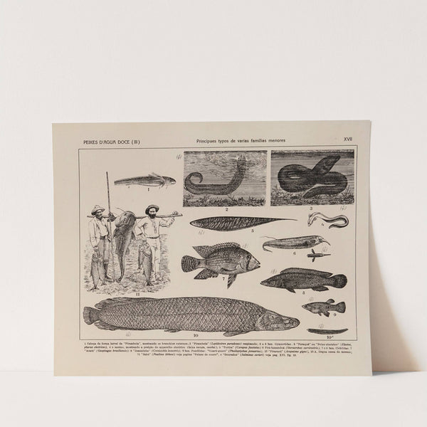 Atlas da Fauna do Brasil Pl.17 by Rodolpho von Ihering