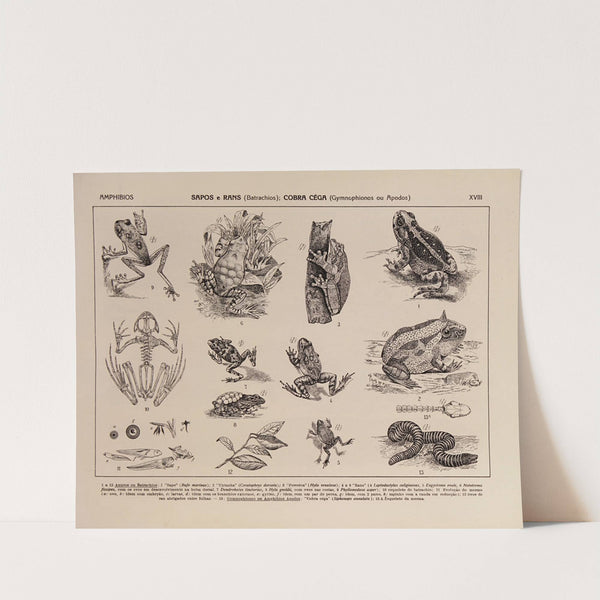 Atlas da Fauna do Brasil Pl.18 by Rodolpho von Ihering