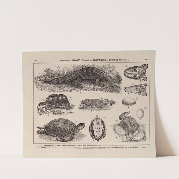 Atlas da Fauna do Brasil Pl.19 by Rodolpho von Ihering